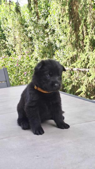 chiot Berger Allemand Du Domaine De La Joneliere